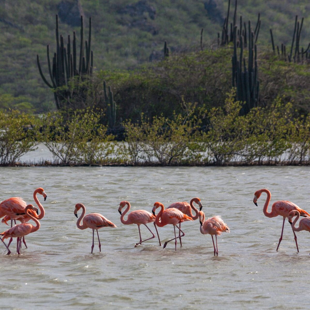 Curaçao, jezioro Jan Kok