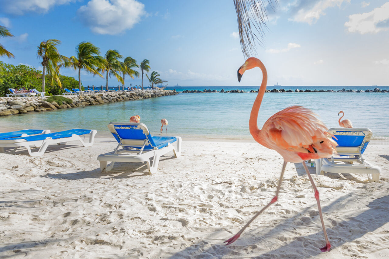 Flaming na plaży, Aruba