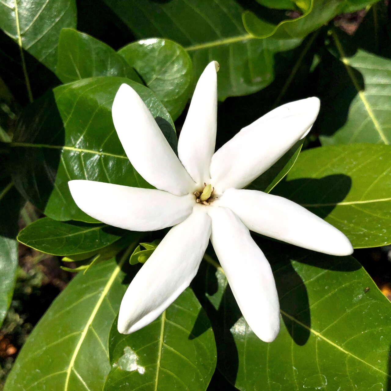 Gardenia tahitańska, znana jako kwiat Tahiti
