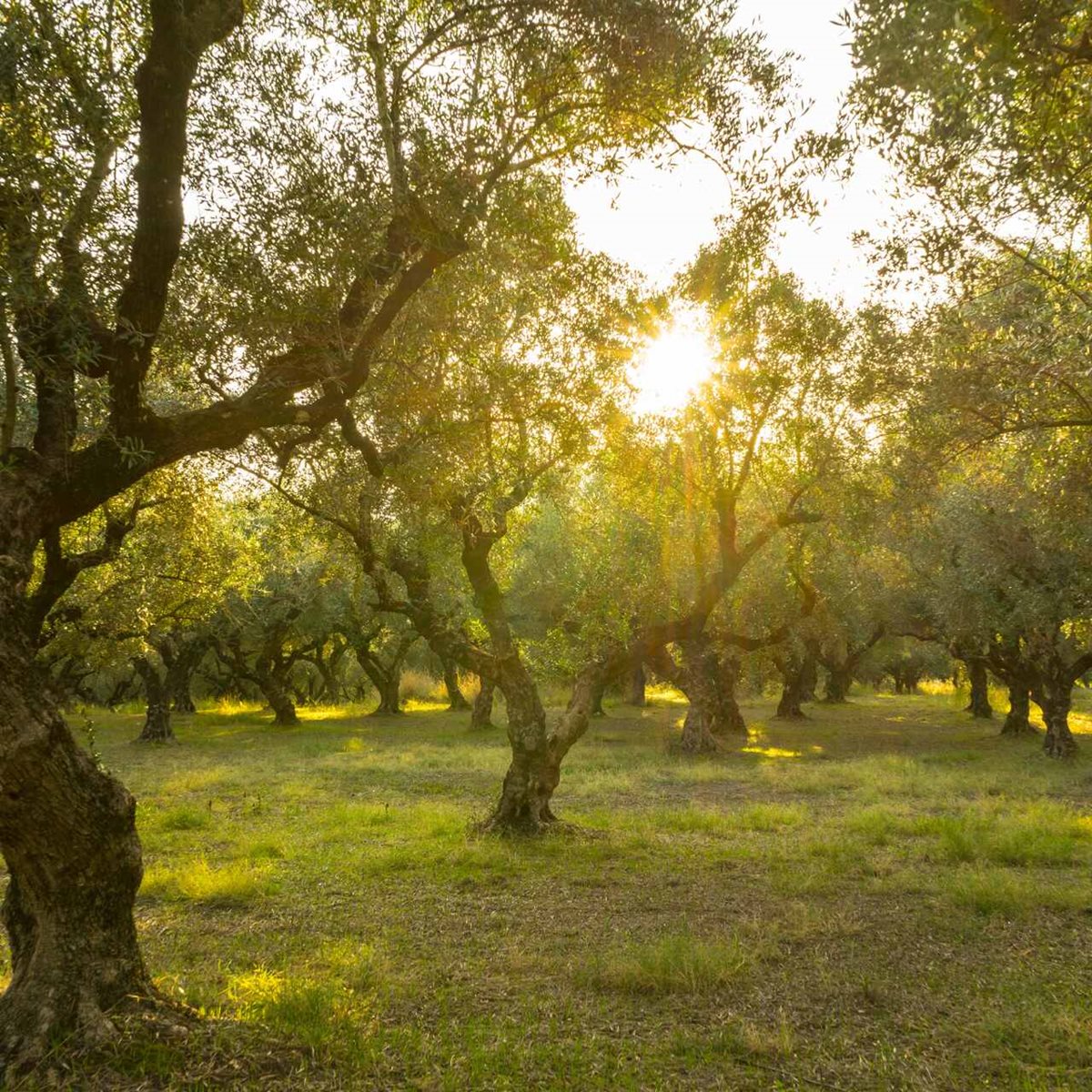 Gaj oliwny, Zakynthos