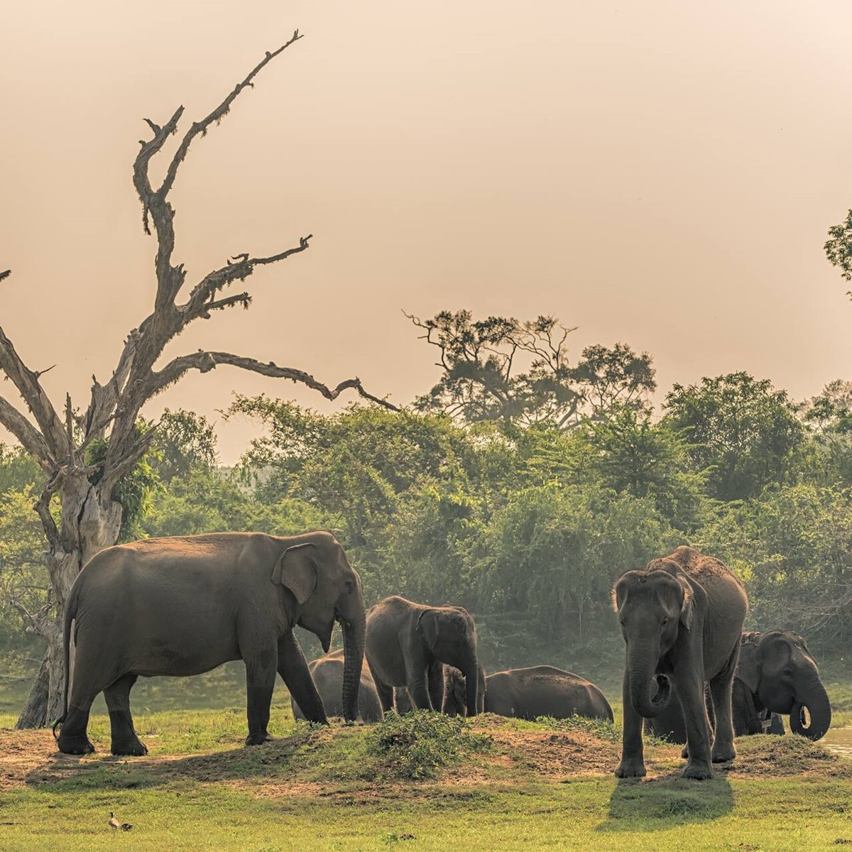Słonie w Parku Narodowym Yala, Sri Lanka Słonie w Parku Narodowym Yala, Sri Lanka