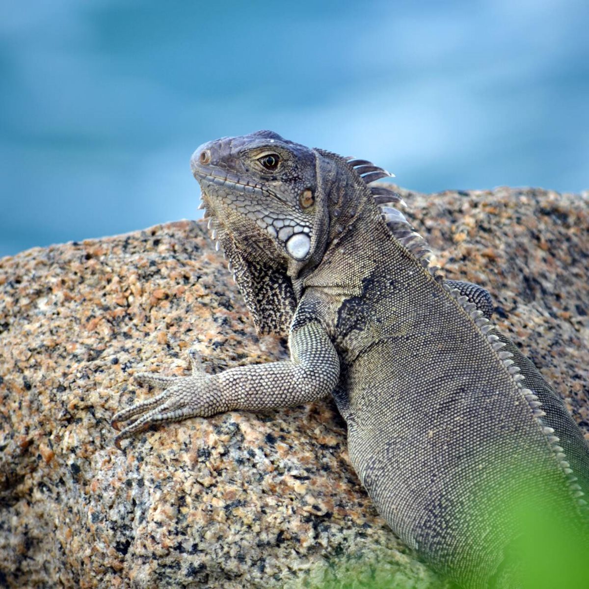 Legwan zielony, Aruba