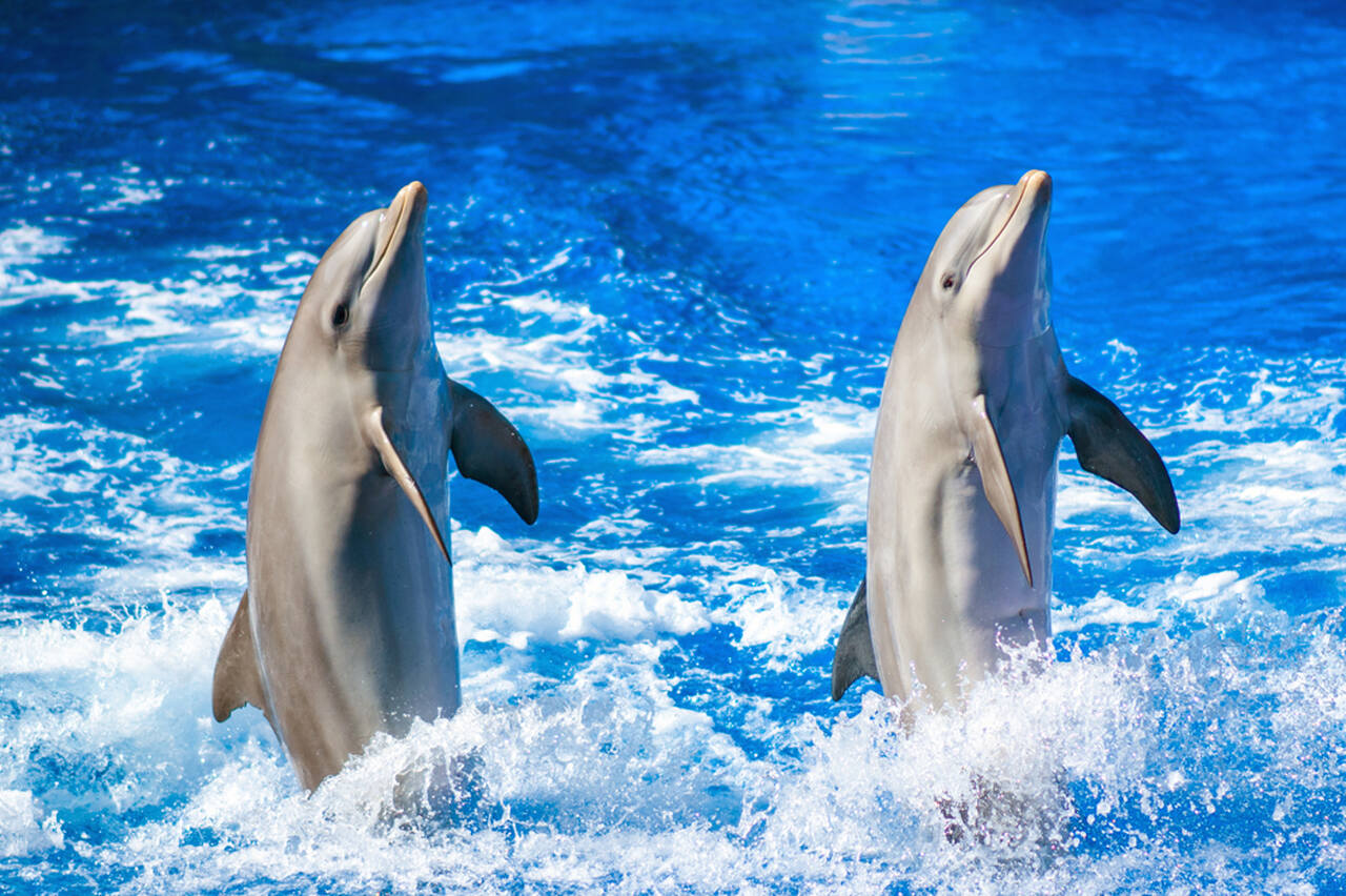 Delfinarium, Gran Canaria