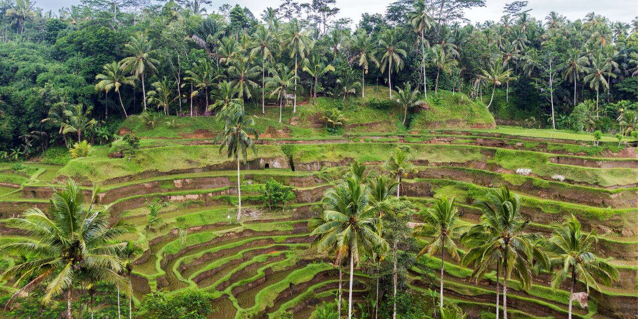 System Subak, tarasy ryżowe na Bali, Indonezja