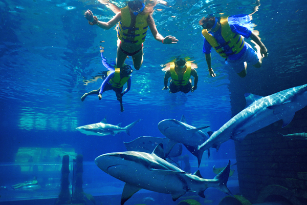 shark-week-shark-snorkel-shark-lagoon.jpg