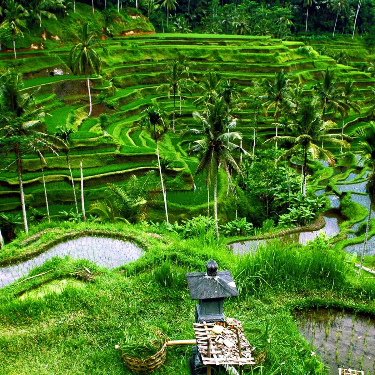 Bali