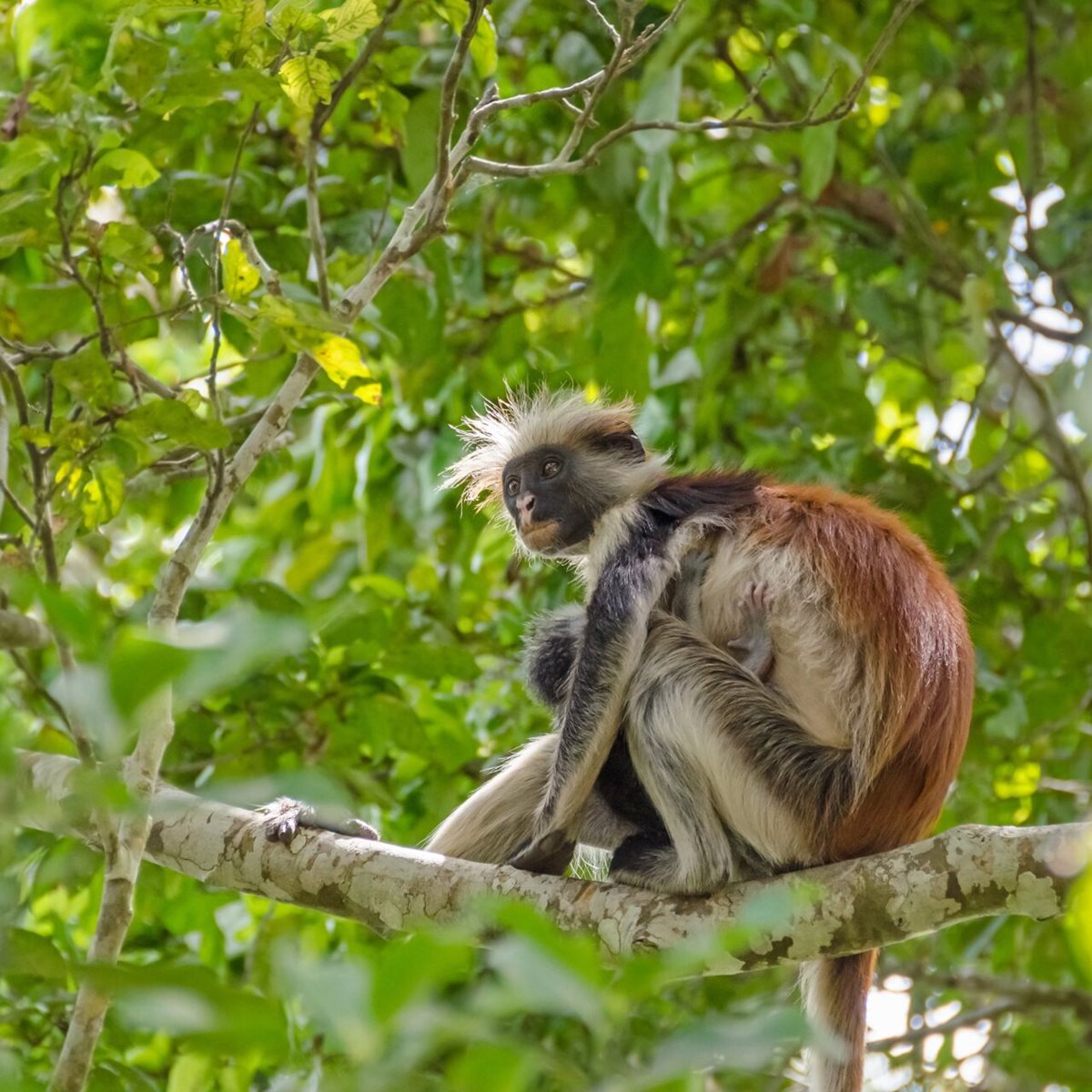 Małpka red colobus w Jozani Forest, Zanzibar