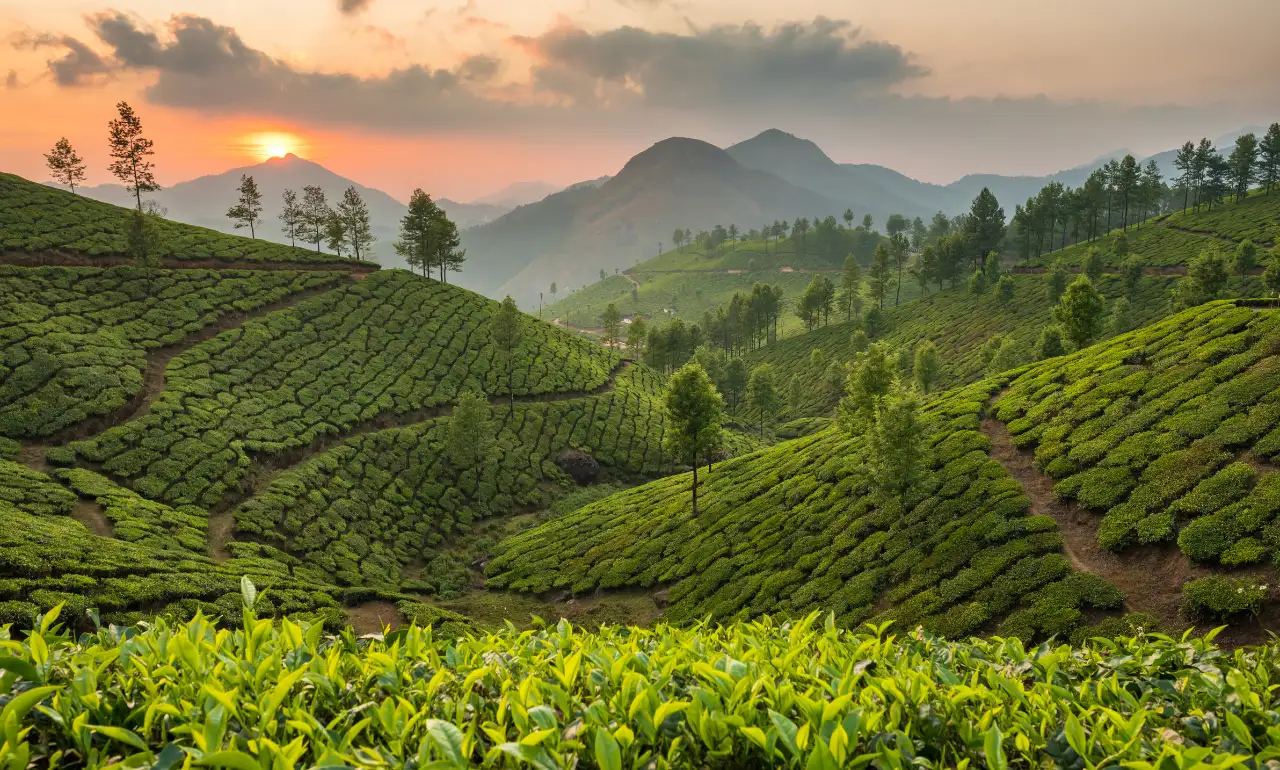 Plantacje herbaty Sri Lanka