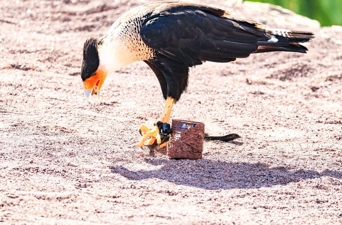 Karakara czubata, Palmitos Park, Gran Canaria