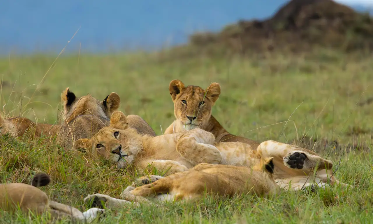Lwy w Masai Mara Lwy w Masai Mara
