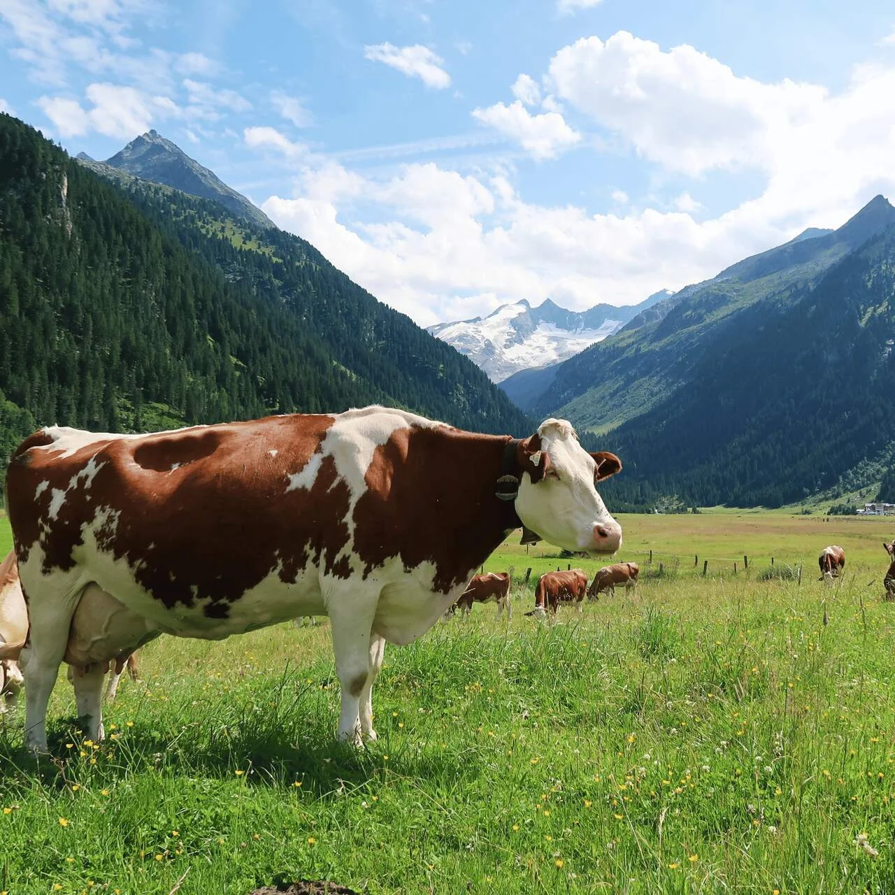 Austriackie alpy, polana z pasącymi się krowami Austriackie alpy, polana z pasącymi się krowami