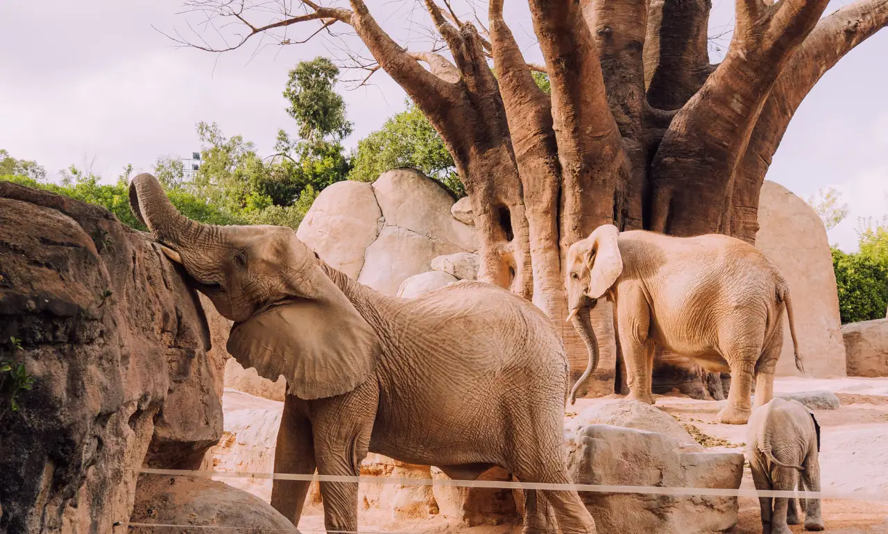 Słonie w Bioparc Valencia
