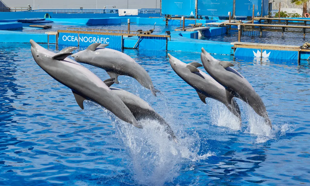 Oceanogràfic - Pokaz delfinów