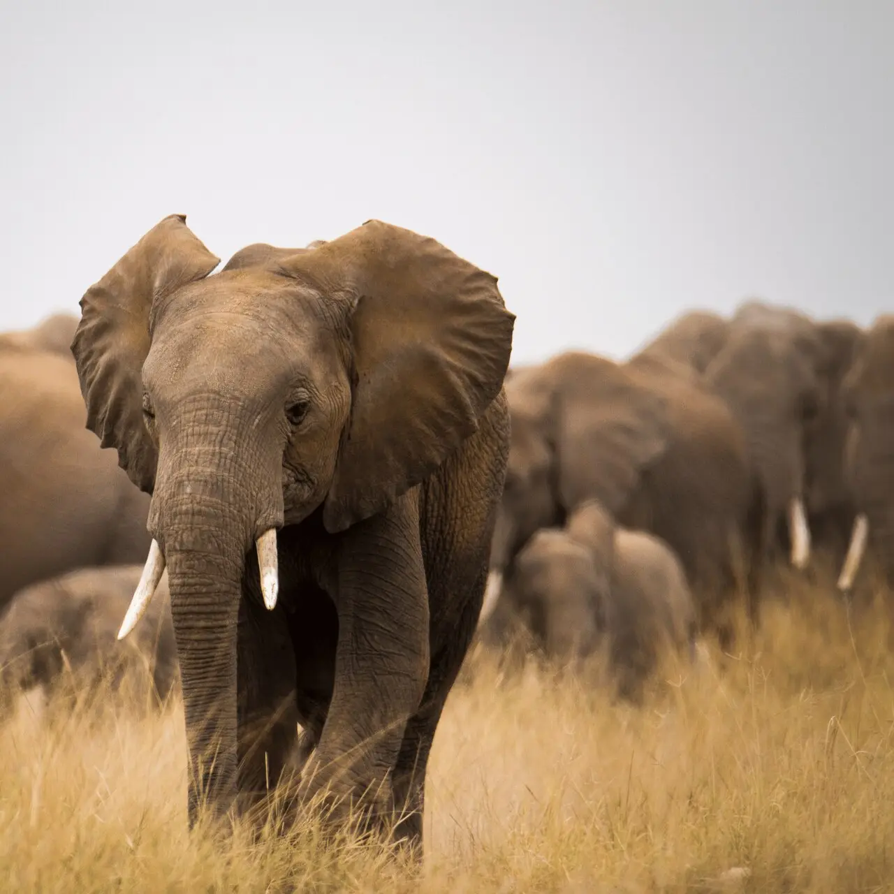 Słonie w Parku Narodowym Amboseli, Kenia