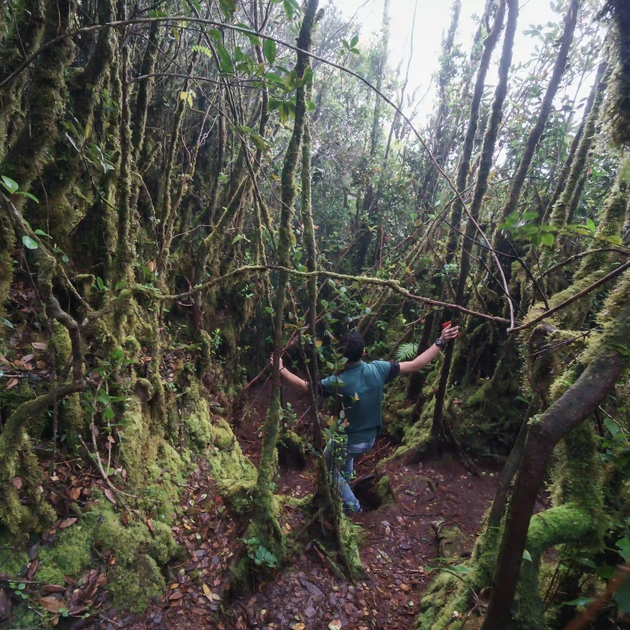 Mossy Forest o poranku we mgle, Cameron Highlands, Malezja