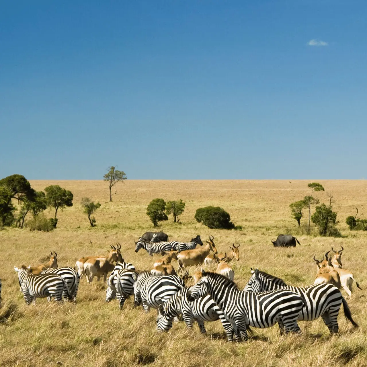 Zebry, elandy i gnu w Masai Mara, Kenia