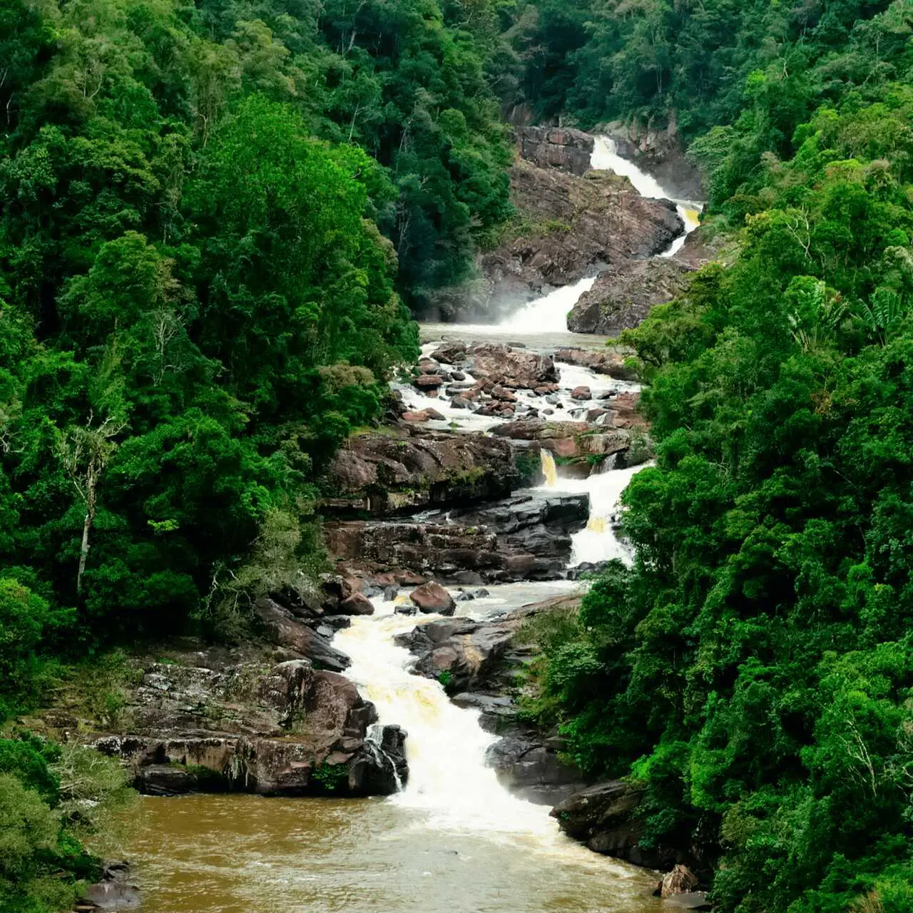 Las deszczowy, Madagaskar