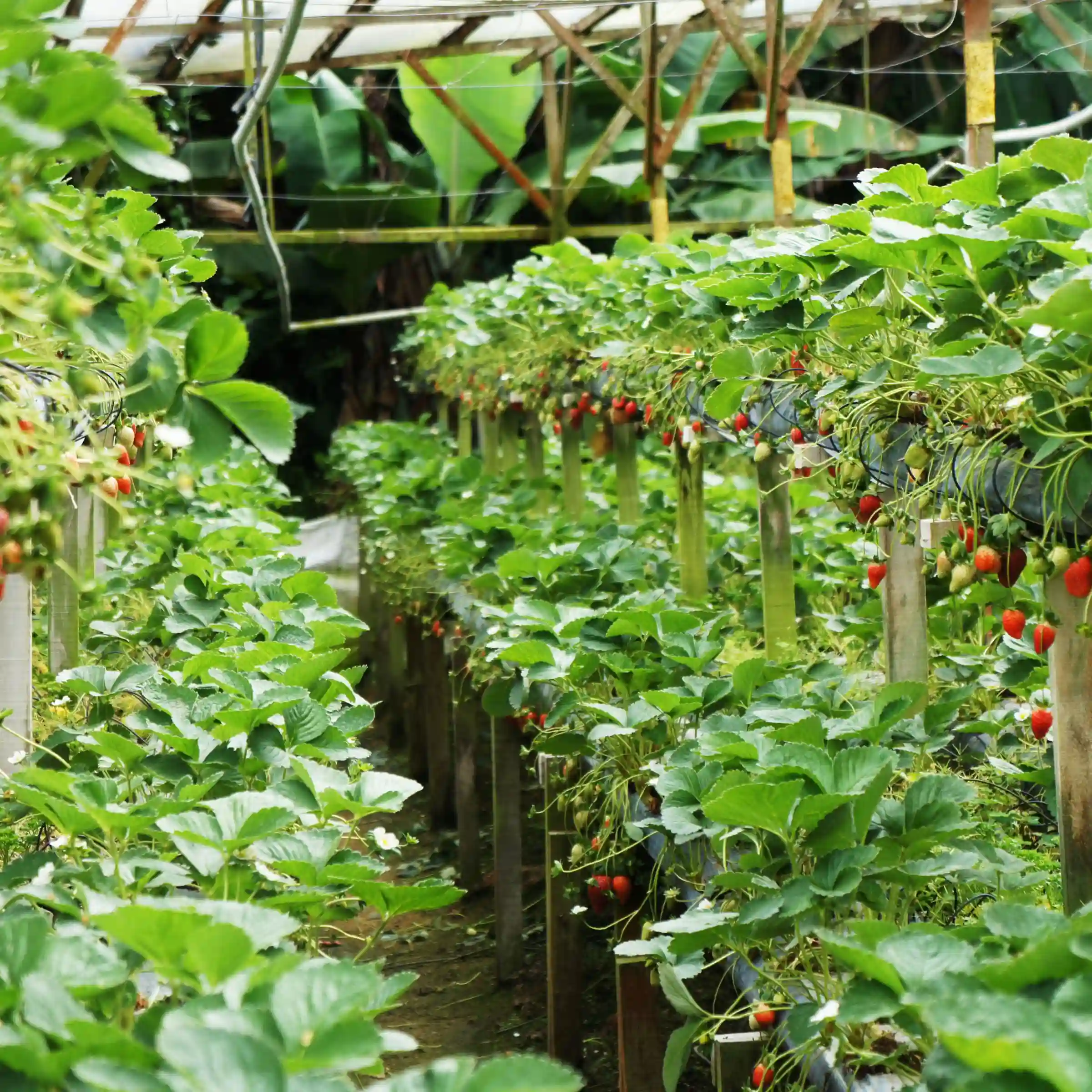 Plantacja truskawek w Cameron Highlands w Malezji