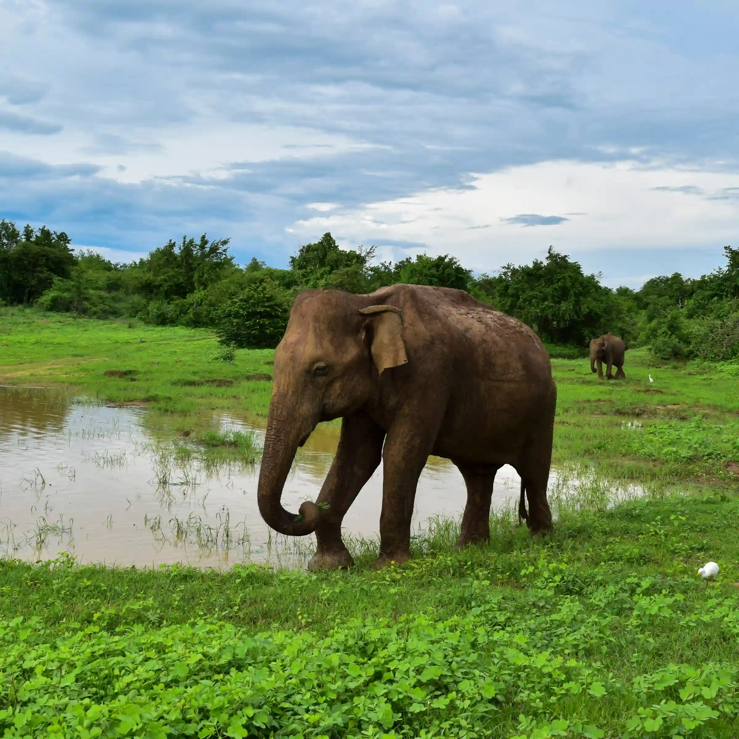 Słonie w Parku Narodowym Udawalawe