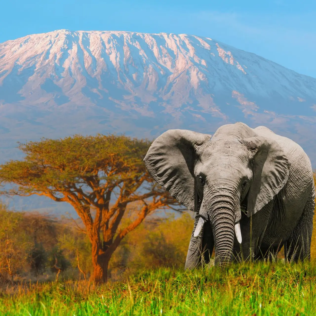 Słoń w Parku Narodowym Amboseli, w tle Kilimandżaro, Kenia