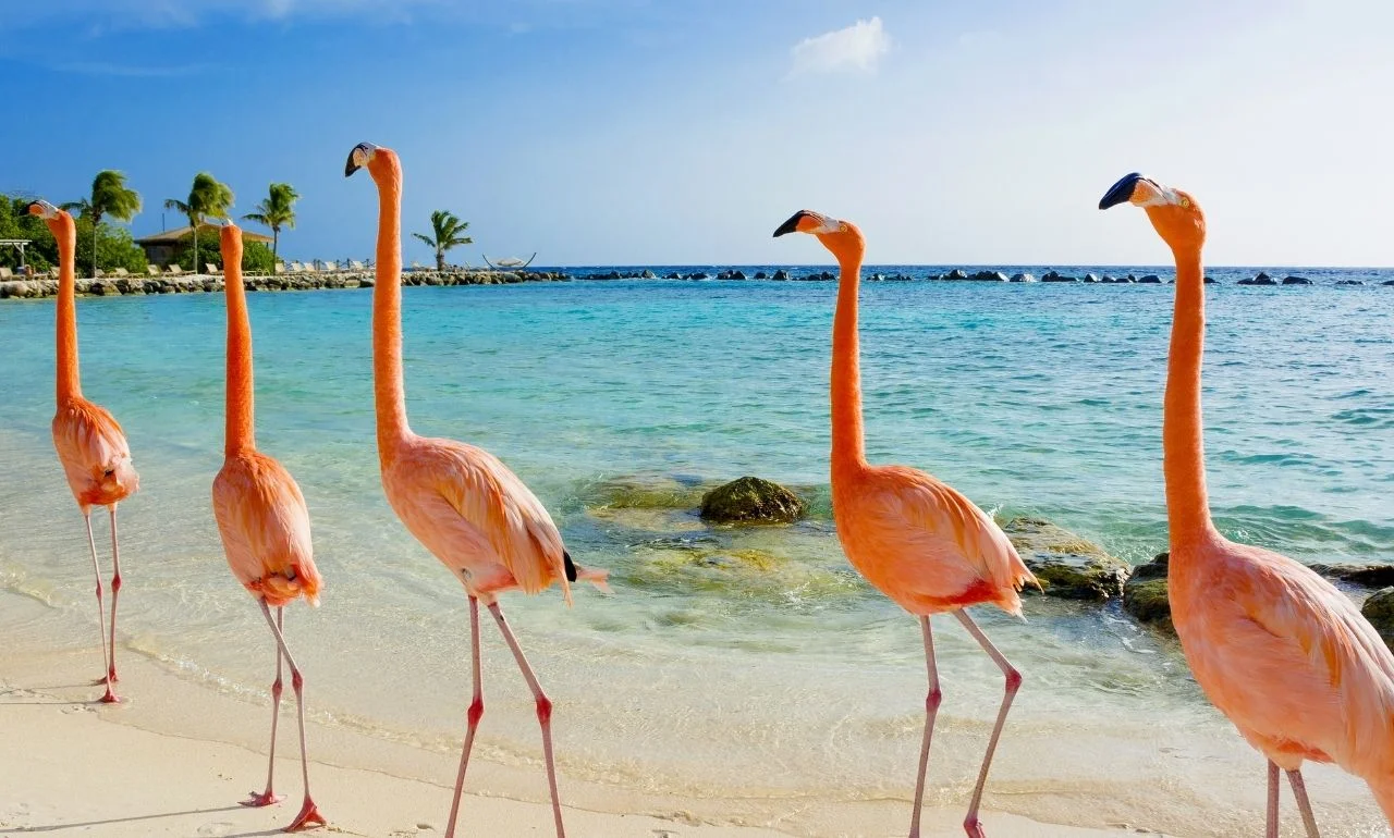 Flamingi na Arubie