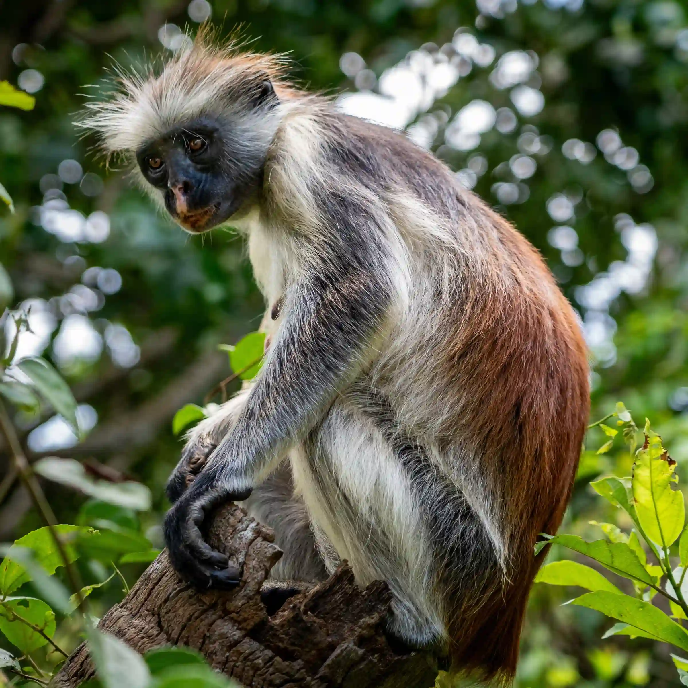 Małpa w lesie Jozani