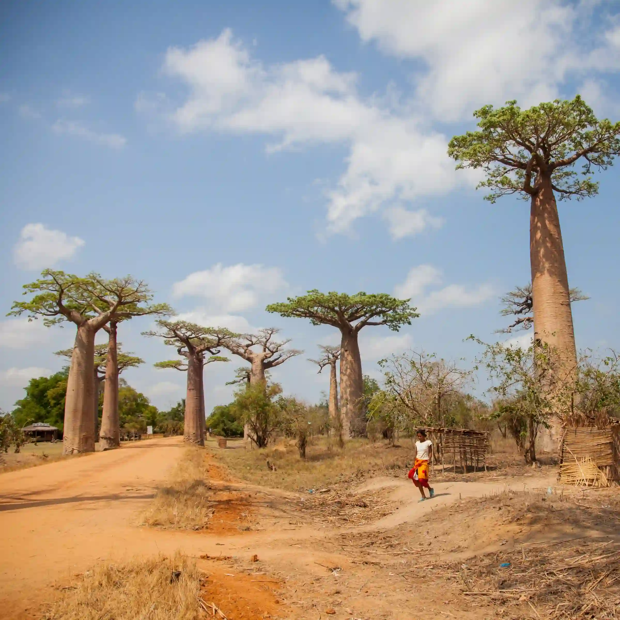 Młoda lokalna kobieta w alei baobabów