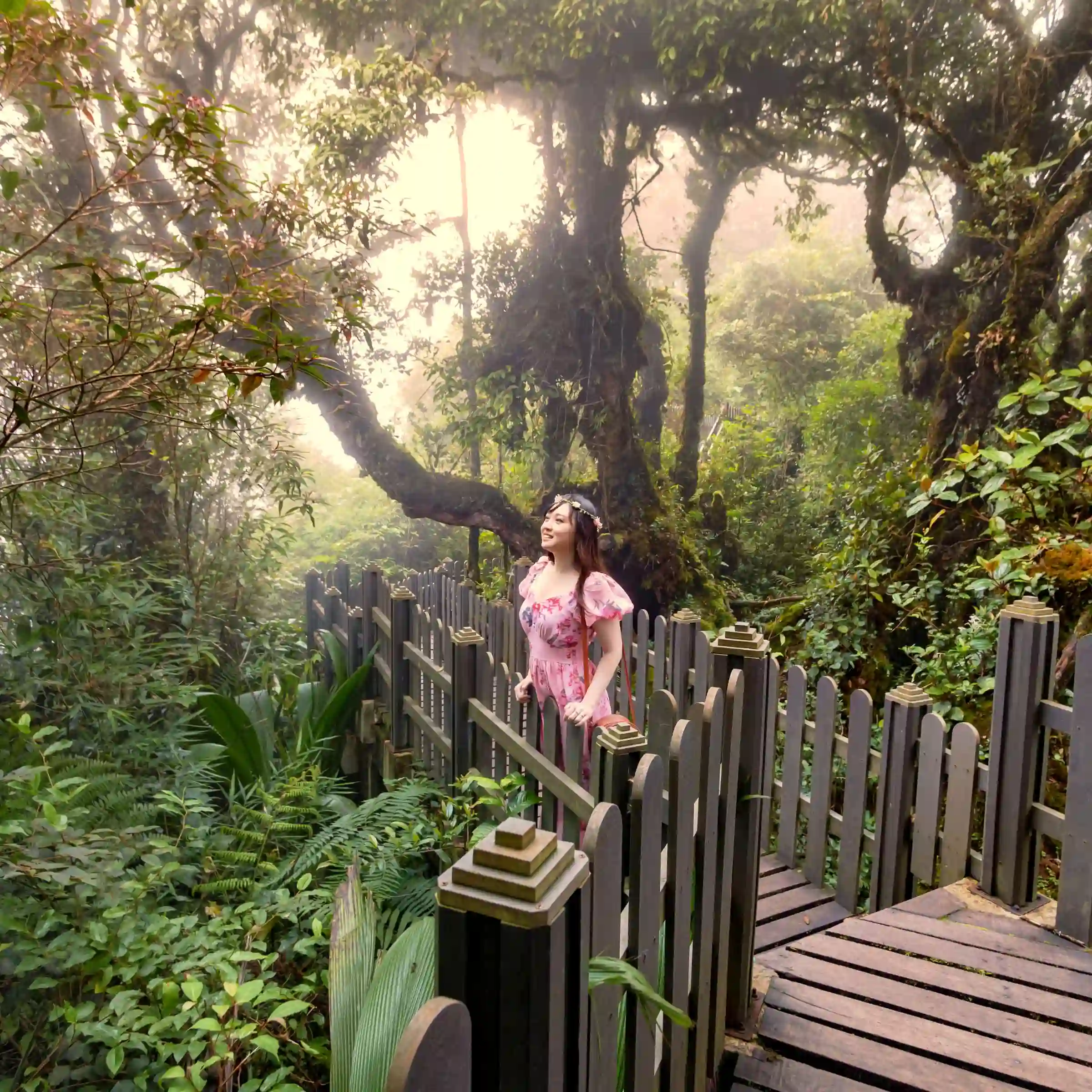 Widok na Mossy Forest w ciągu dnia w Cameron Highlands