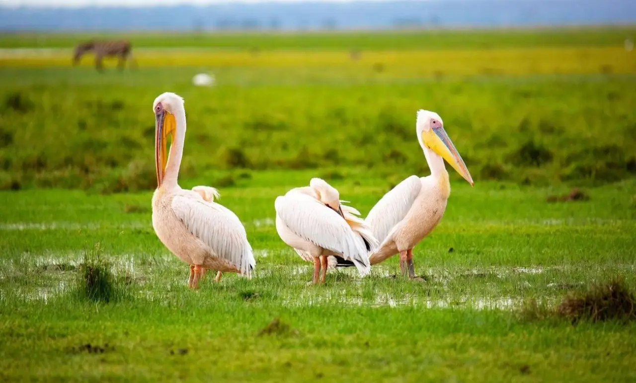 Pelikany różowe Pelikany różowe