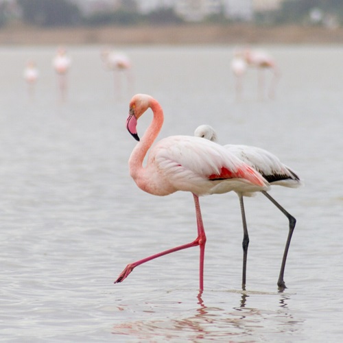 Flamingi na Jeziorze Solnym, Larnaka, Cypr