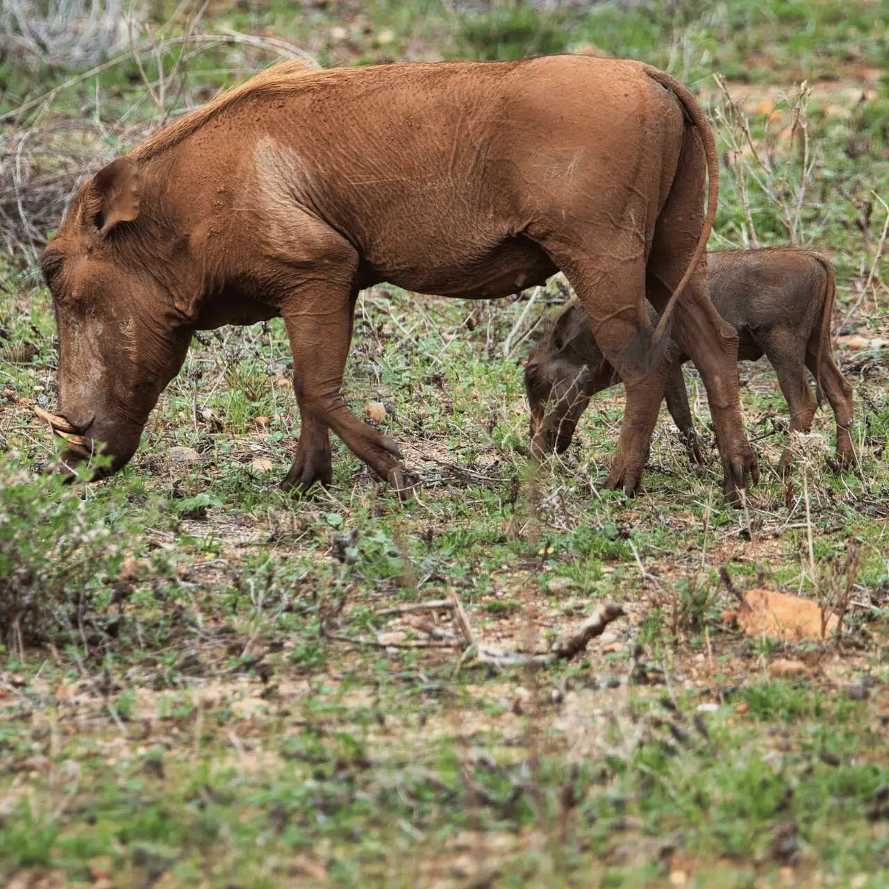 Guziec w Tsavo West, Kenia