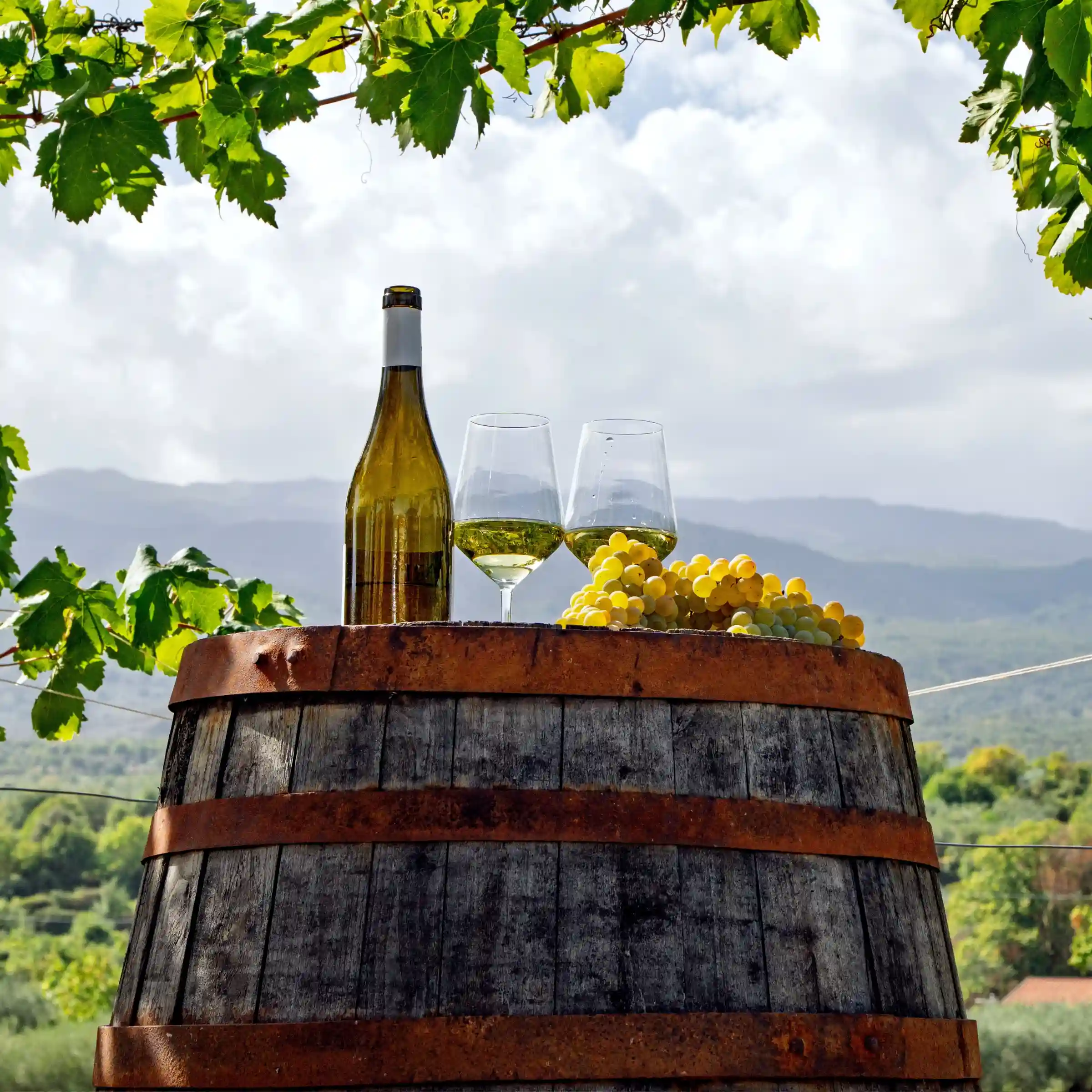 Sycylijskie wino w jednej z winnic