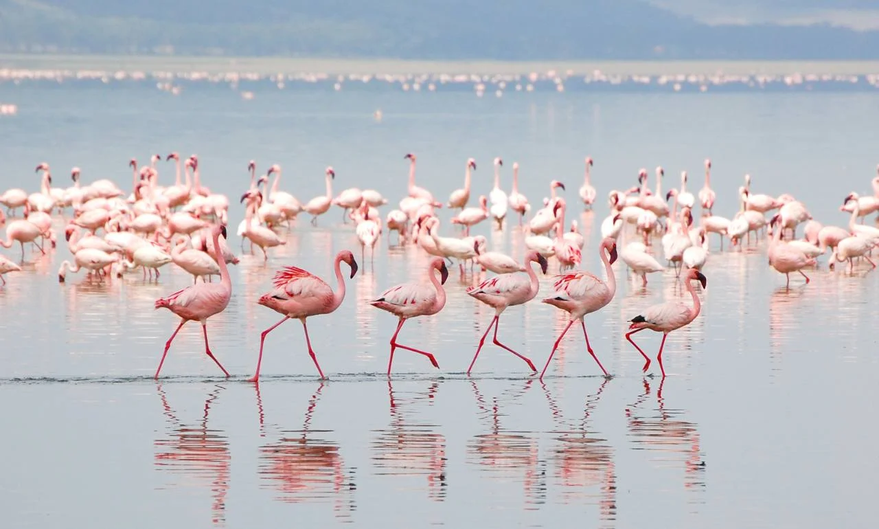 Flamingi na Jeziorze Nakuru, Kenia Flamingi na Jeziorze Nakuru, Kenia