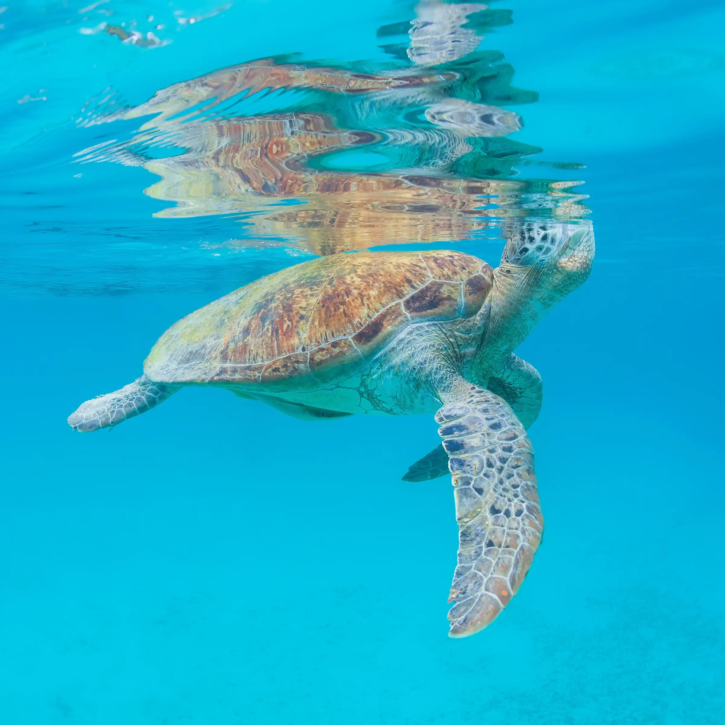 Żółw zielony na wyspie Perhentian, Malezja