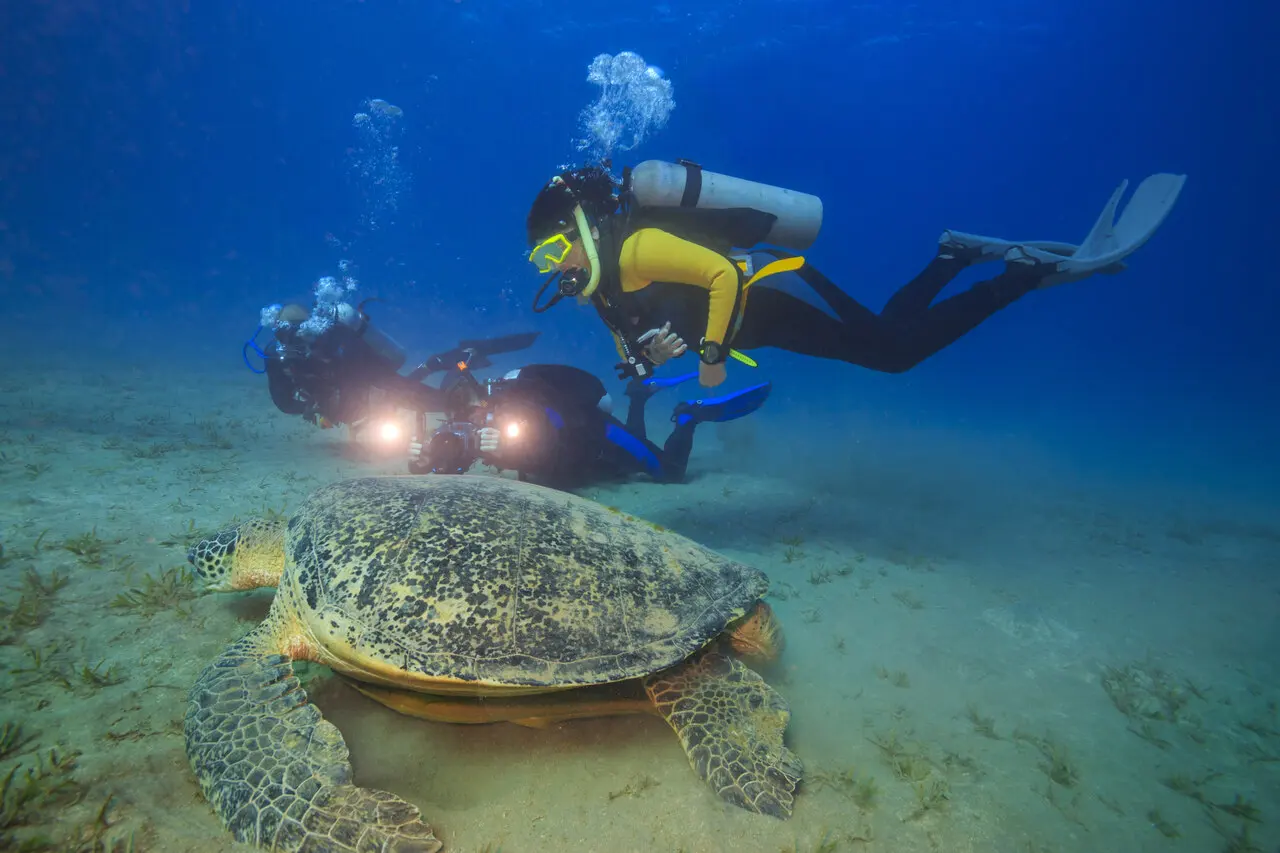 Nurkowanie z żółwiami w Abou Dabbab, Marsa Alam, Egipt