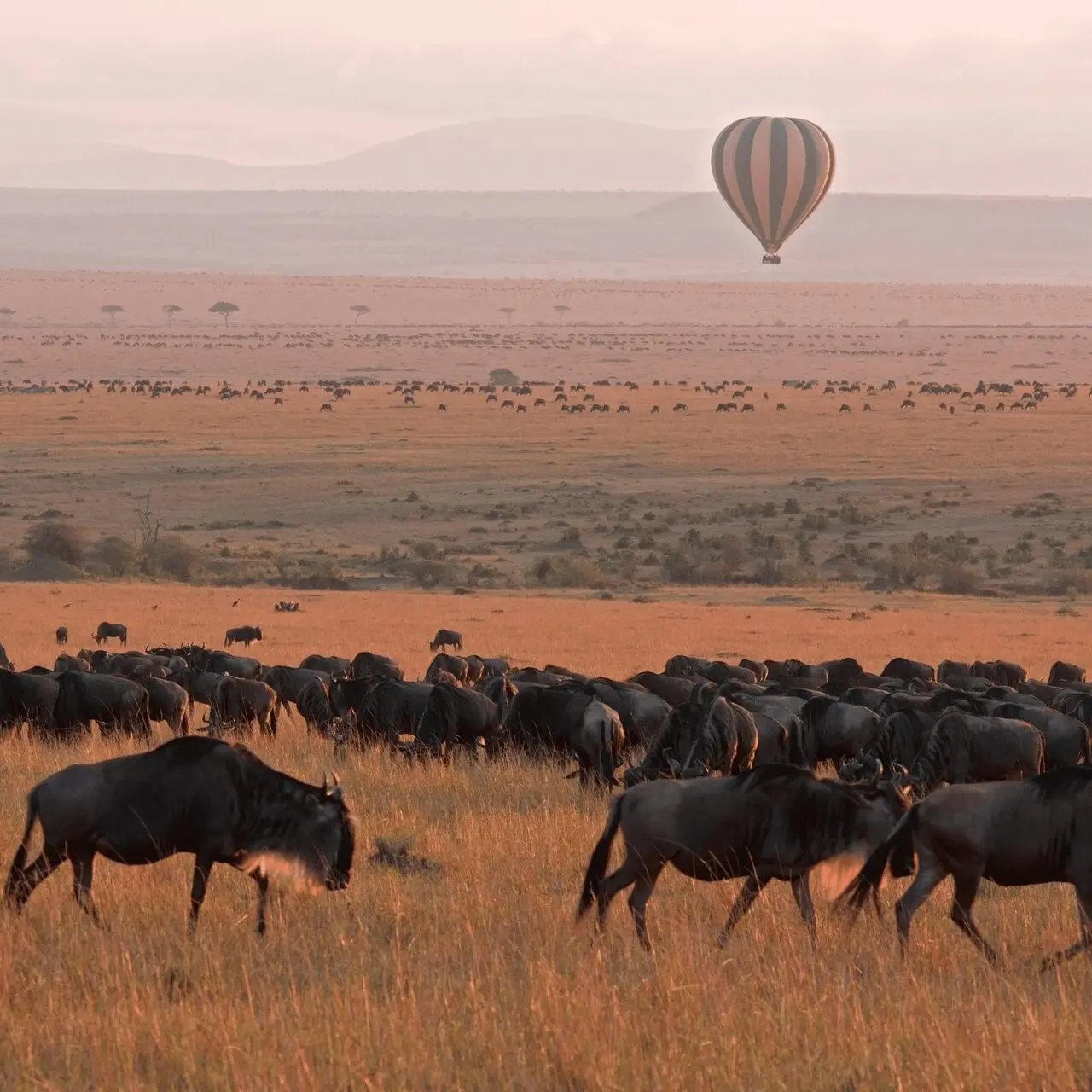 Stado gnu pręgowanych w Parku Narodowym Masai Mara, Kenia