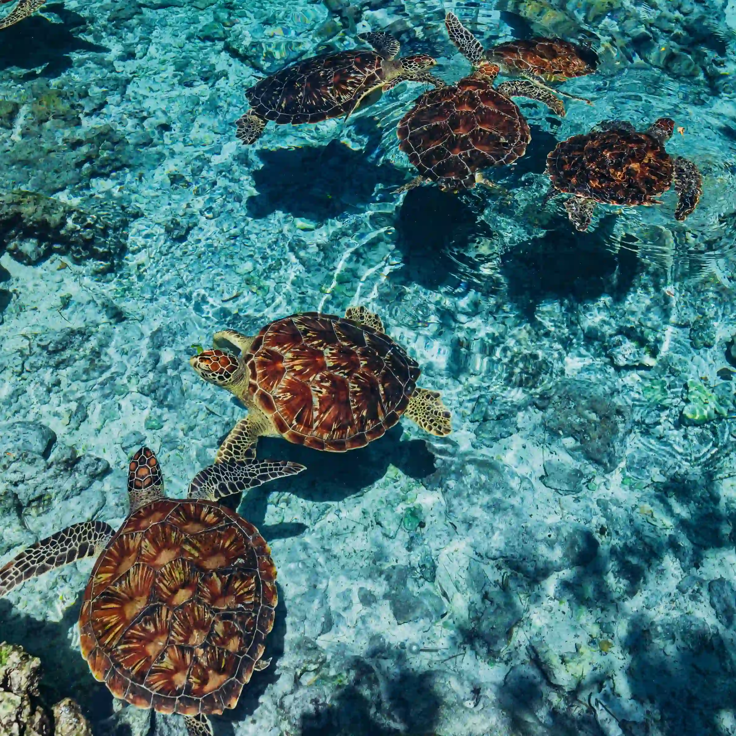 Zółwie w Al Salaam Cave