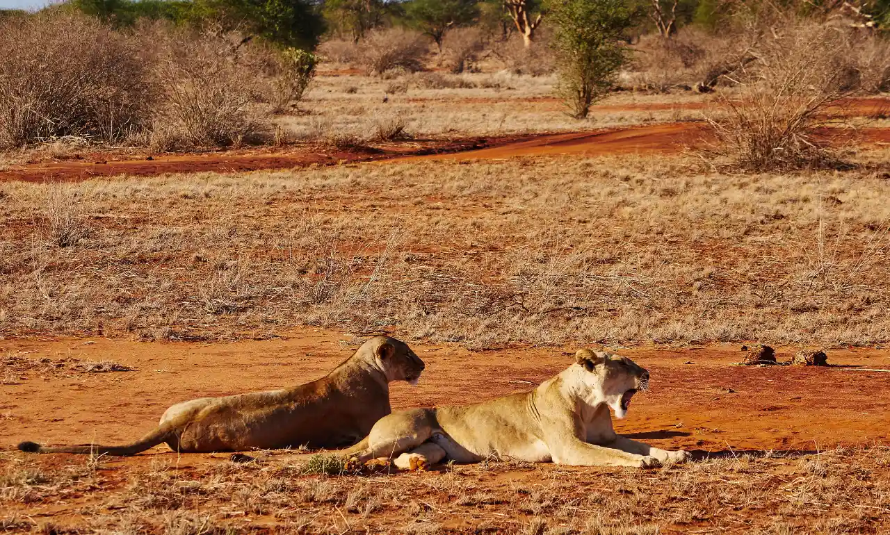 Dwa lwy na sawannie w parku Tsavo East, Kenia