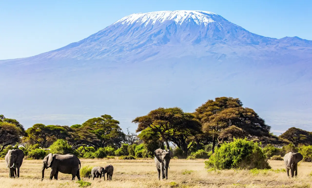 Widok na Kilimandżaro Widok na Kilimandżaro