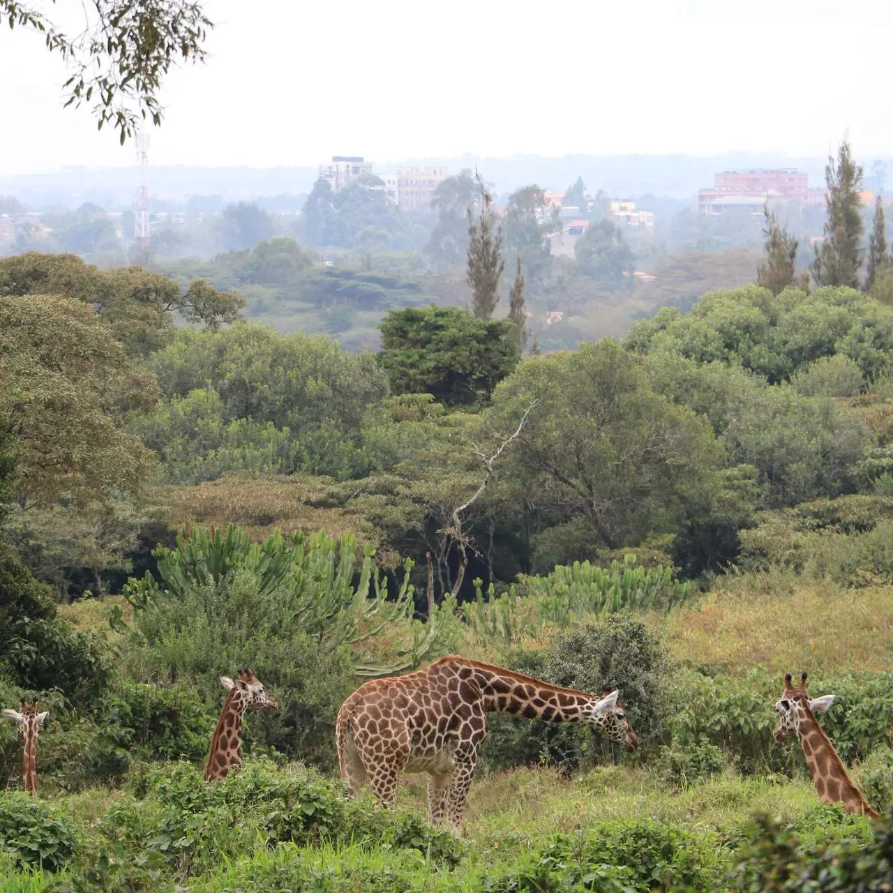 Giraffe Centre, Nairobi, Kenia