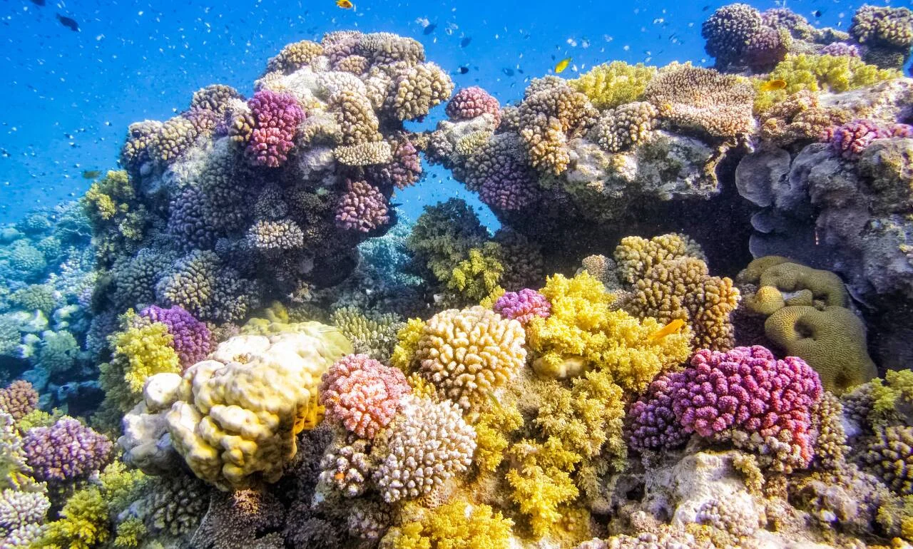 Marsa Alam, rafa koralowa Marsa Alam, rafa koralowa