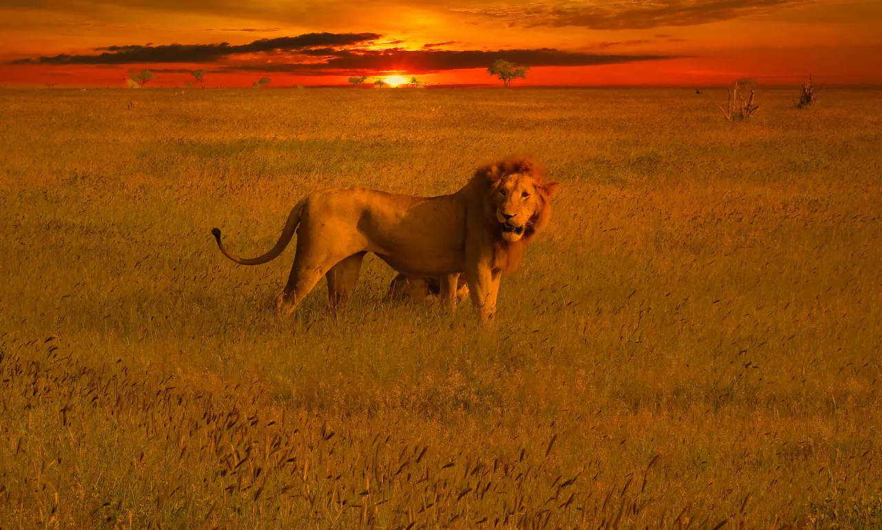 Lew w parku narodowym Tsavo