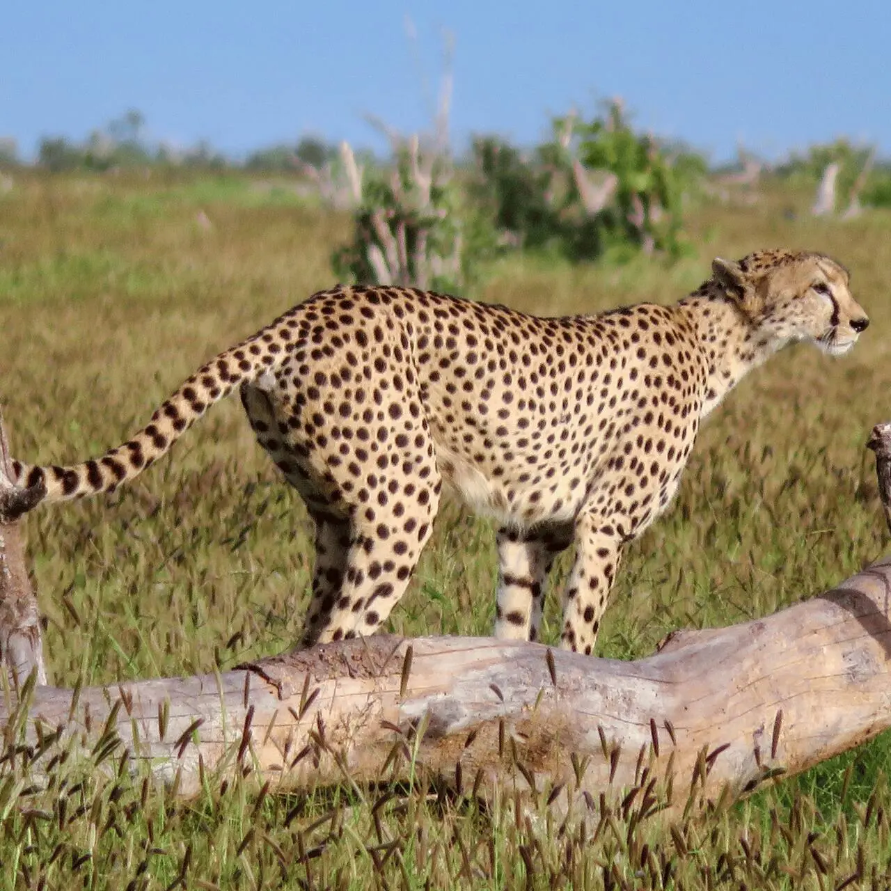 Gepard w Tsavo West, Kenia