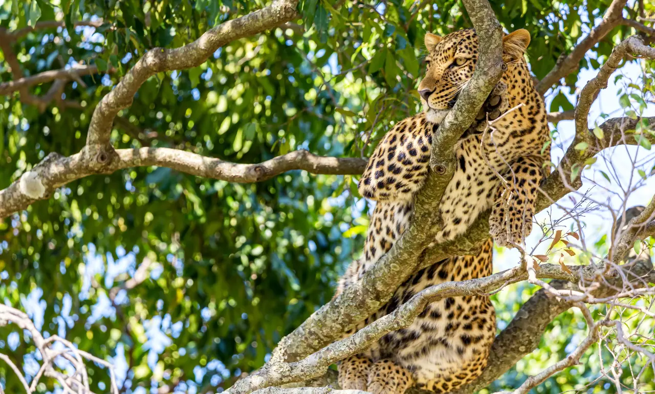 Lampart na drzewie w parku narodowym Masai Mara
