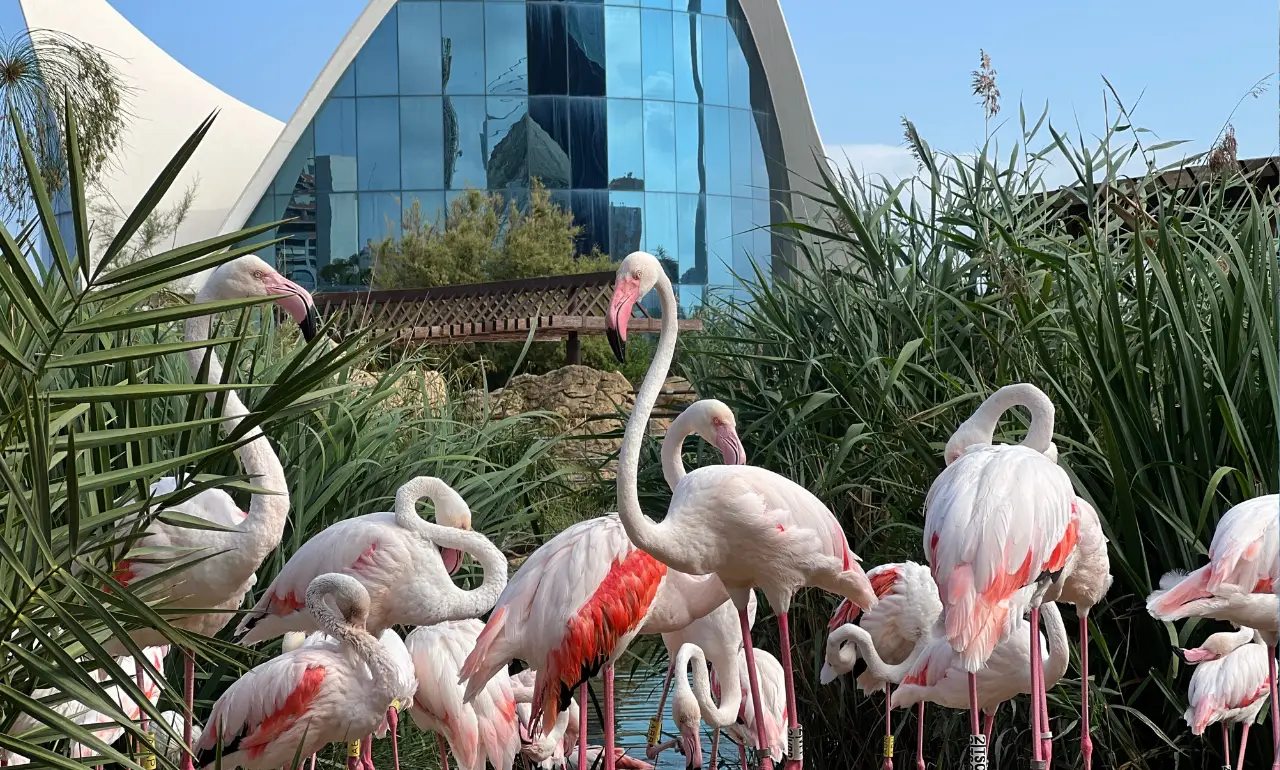 Flamingi w oceanarium