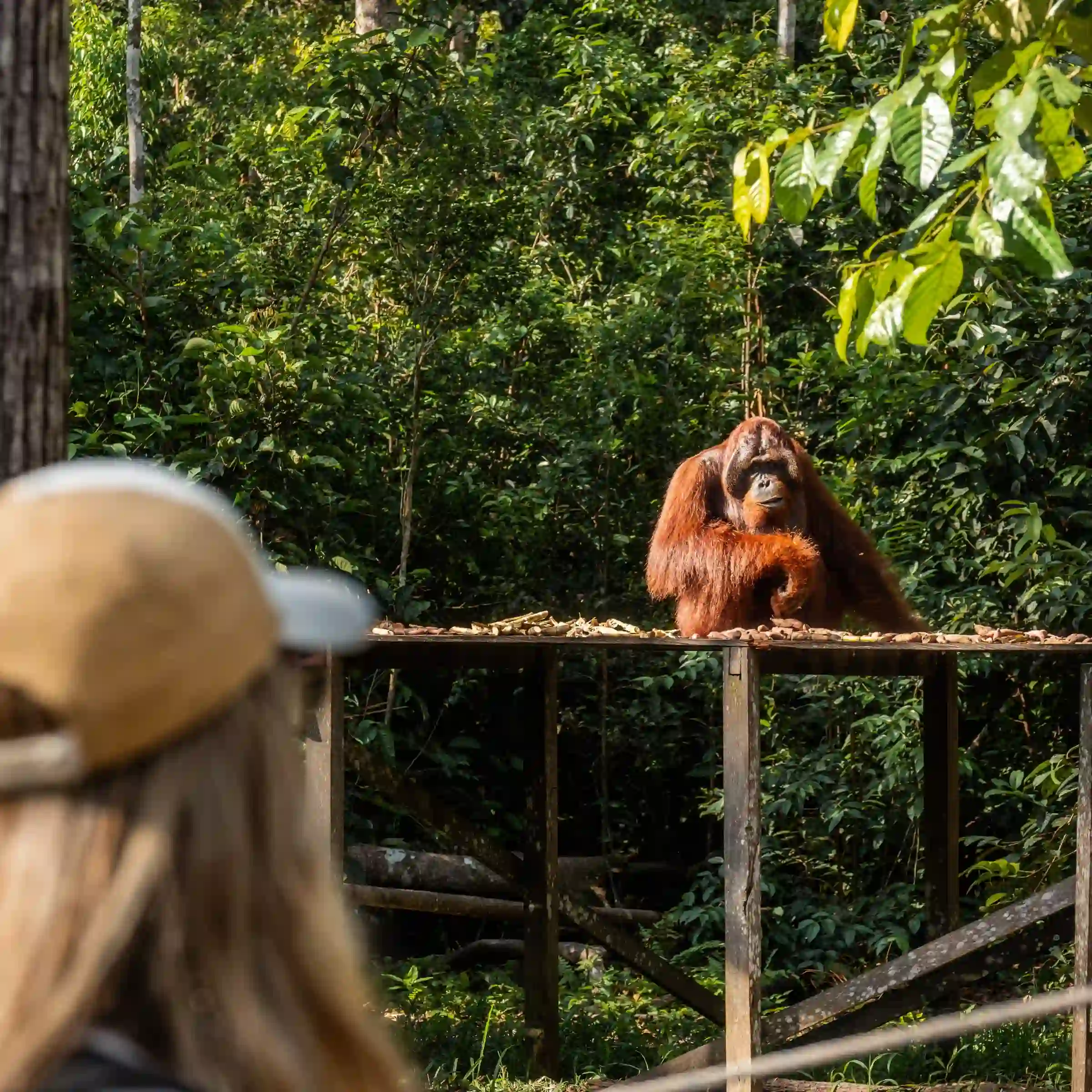 Turystka oglądająca siedzącego na drewnianej platformie orangutana