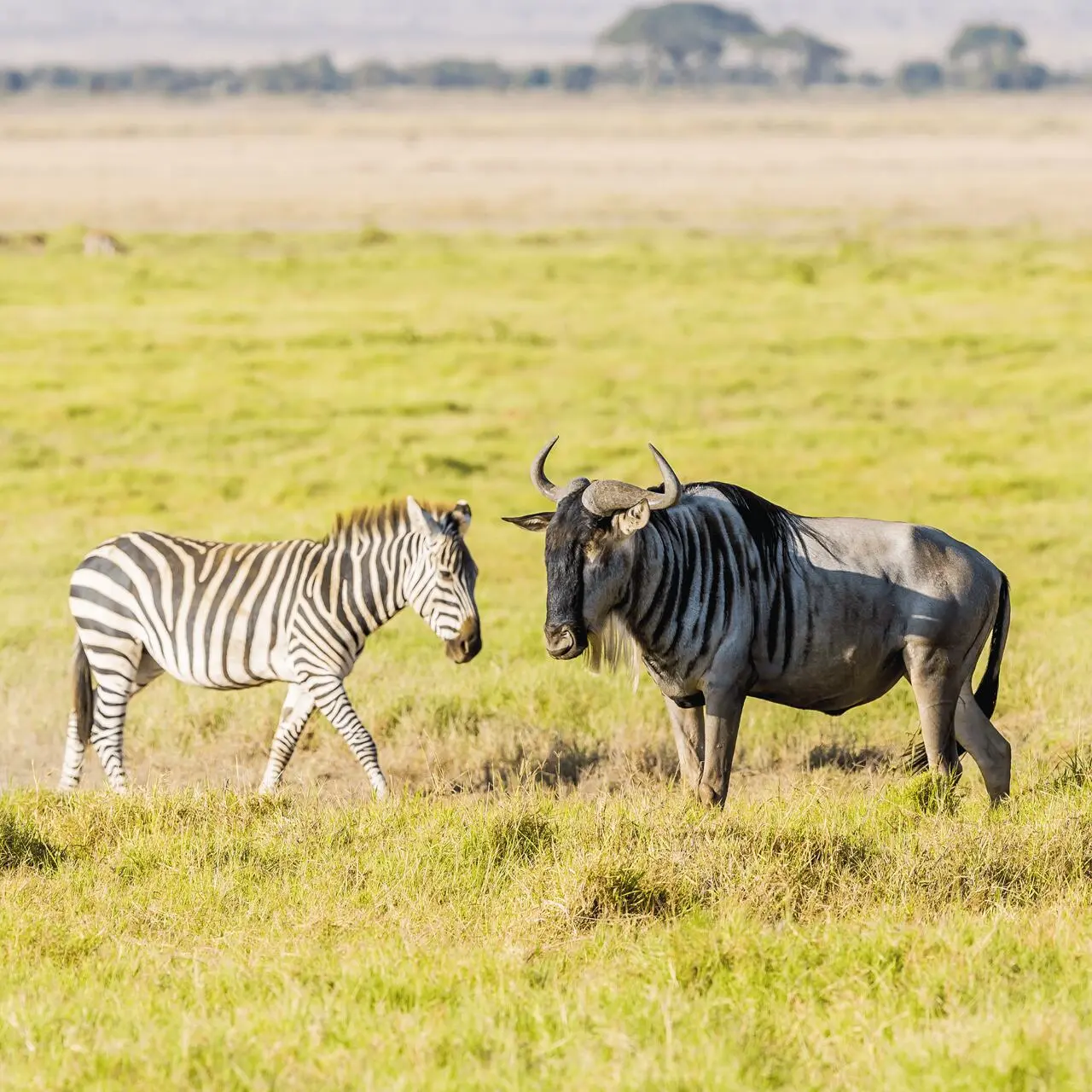 Zebra i gnu pręgowane, Park Narodowy Amboseli, Kenia