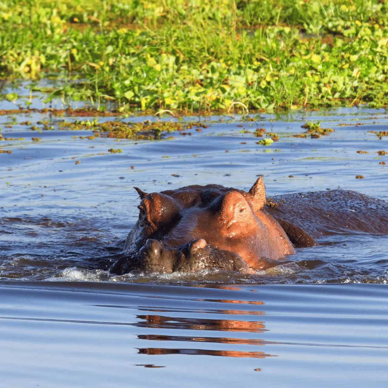 Hipopotam w jeziorze Naivasha, Kenia
