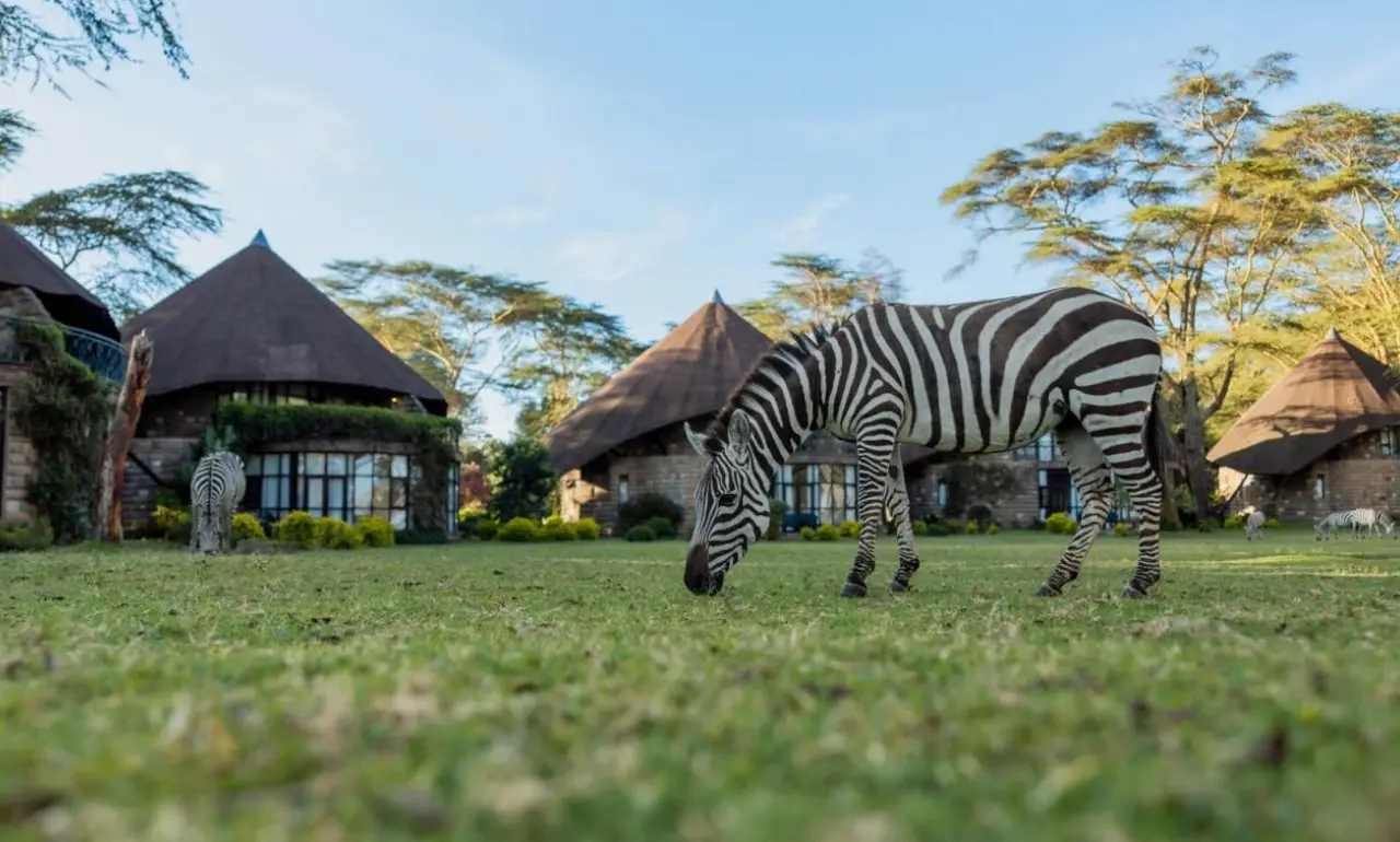 Zebry przy lodge Zebry przy lodge