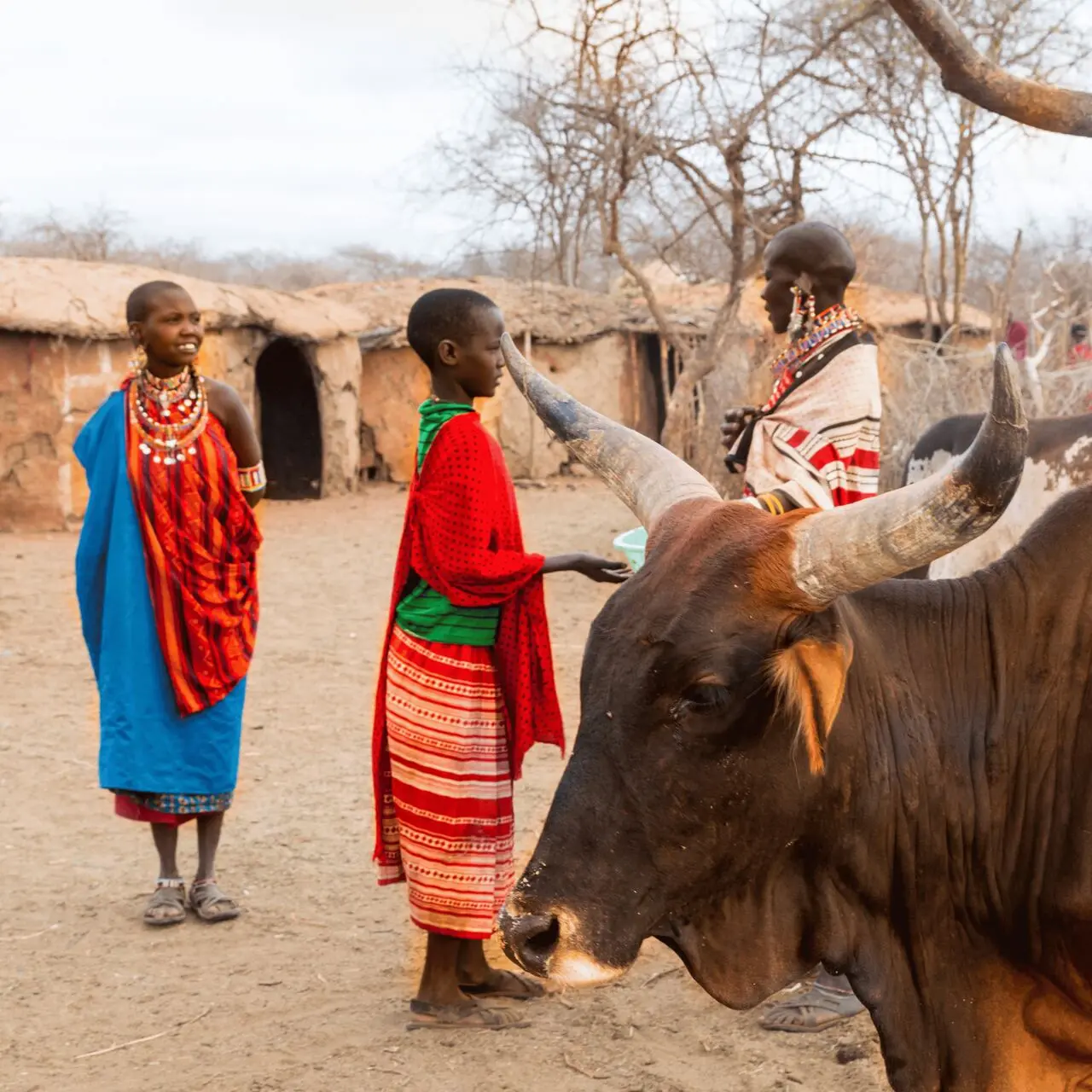 Masajowie i wół zebu, Kenia